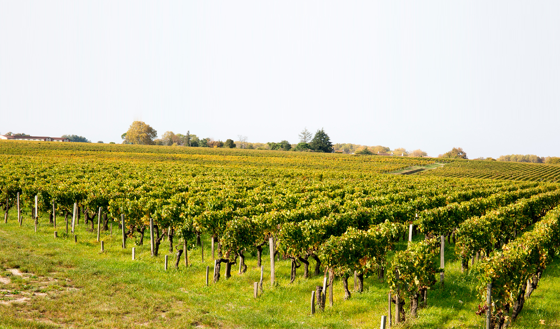 Foto Di Una Vigna
