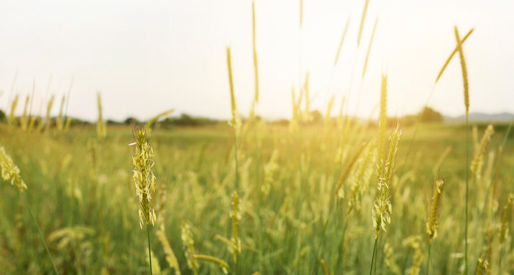 Fotocampo D Igrano Ravvicinata