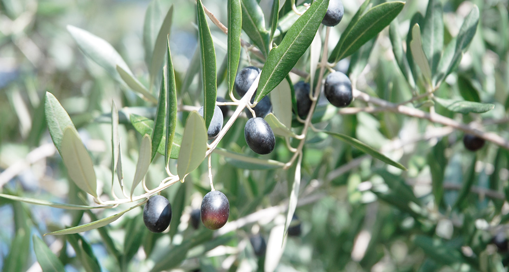 Olive Sull'albero